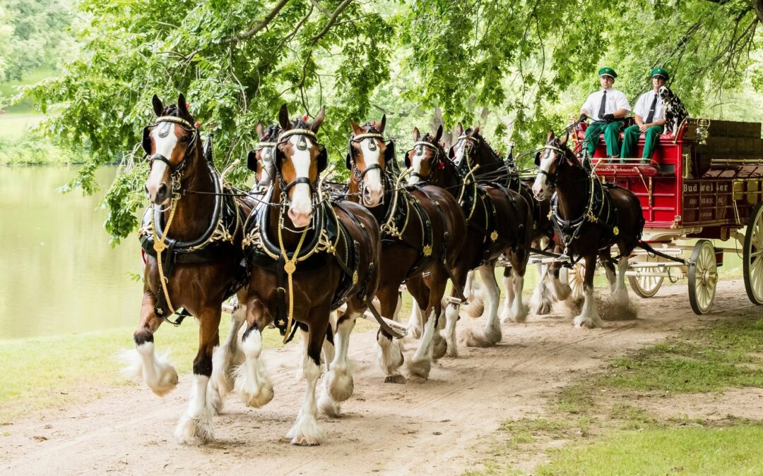Clydesdales, Candy and Concerts! Foundation Activities at the Kansas State Fair 2026